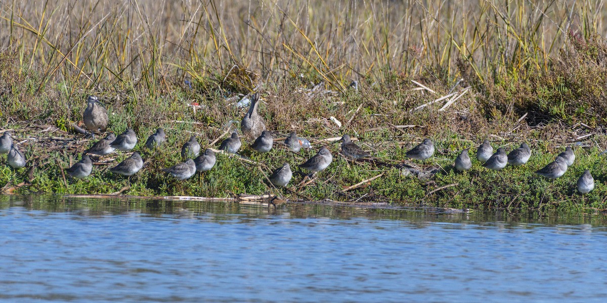 חרטומנית ארוכת-מקור - ML645534943