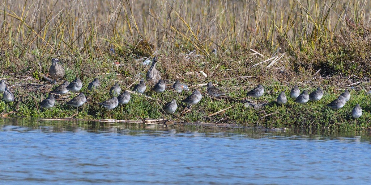 חרטומנית ארוכת-מקור - ML645534944