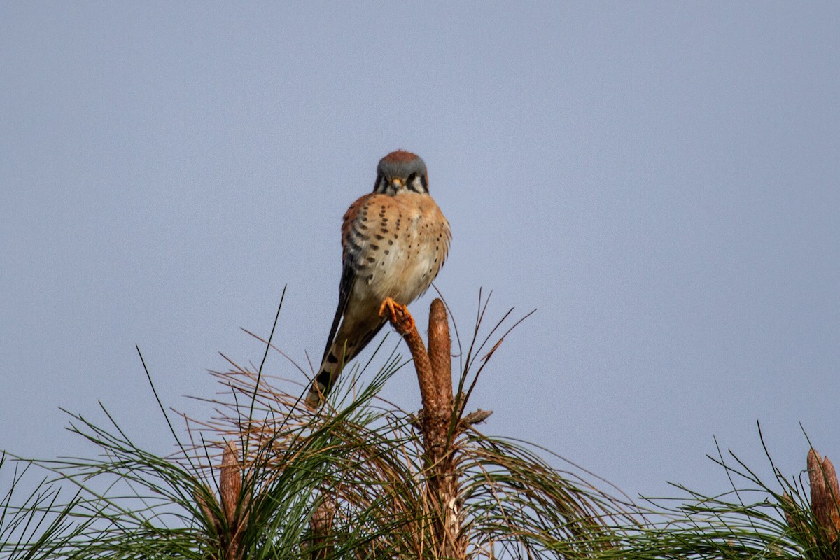 בז אמריקני - ML645534945