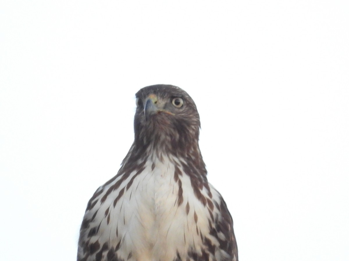 שלך - ML645534947