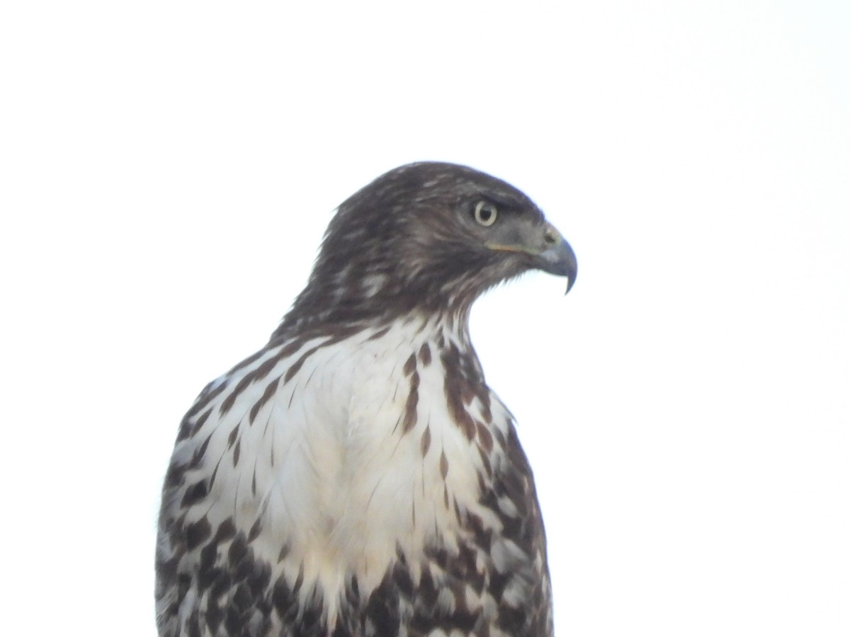 שלך - ML645534948