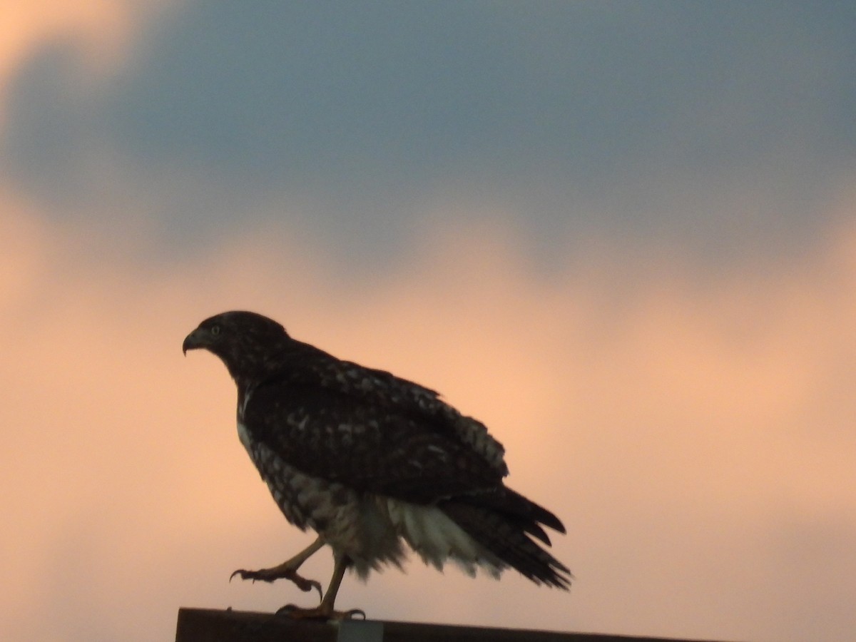 שלך - ML645534949