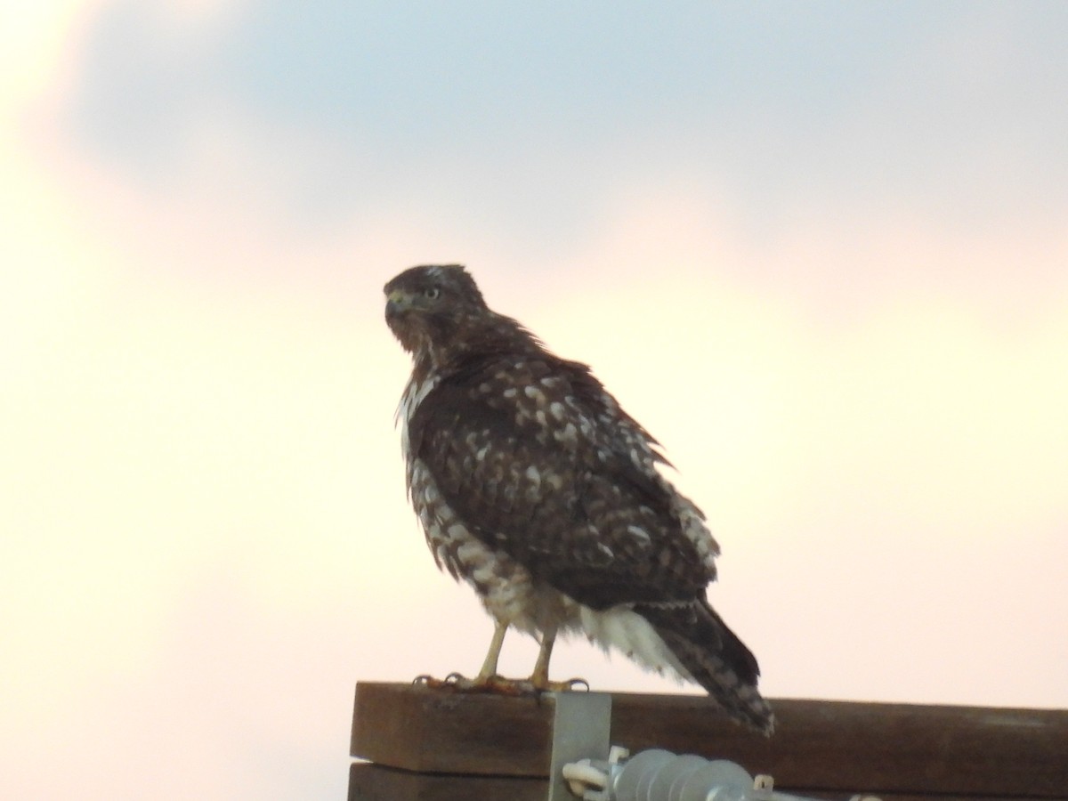 שלך - ML645534950