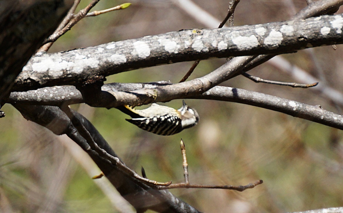 Japanese Pygmy Woodpecker - ML645534951