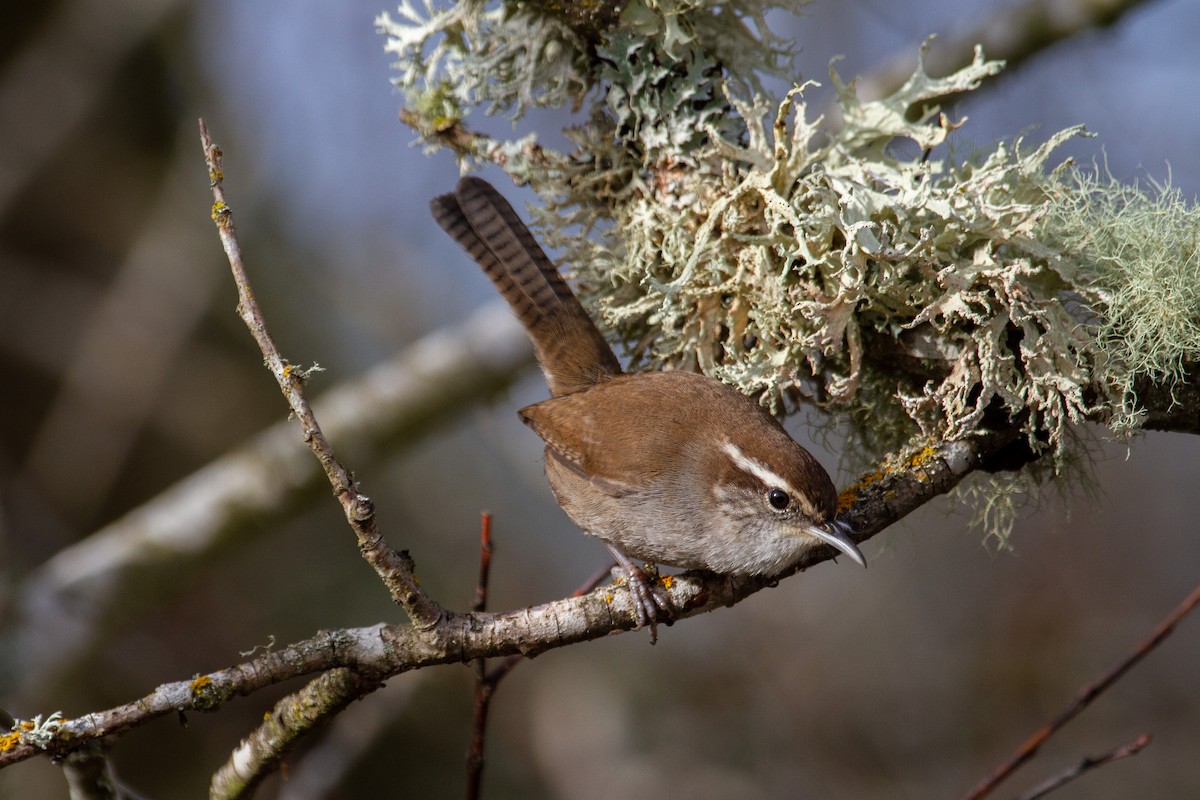 Bewick's Wren - ML645534952