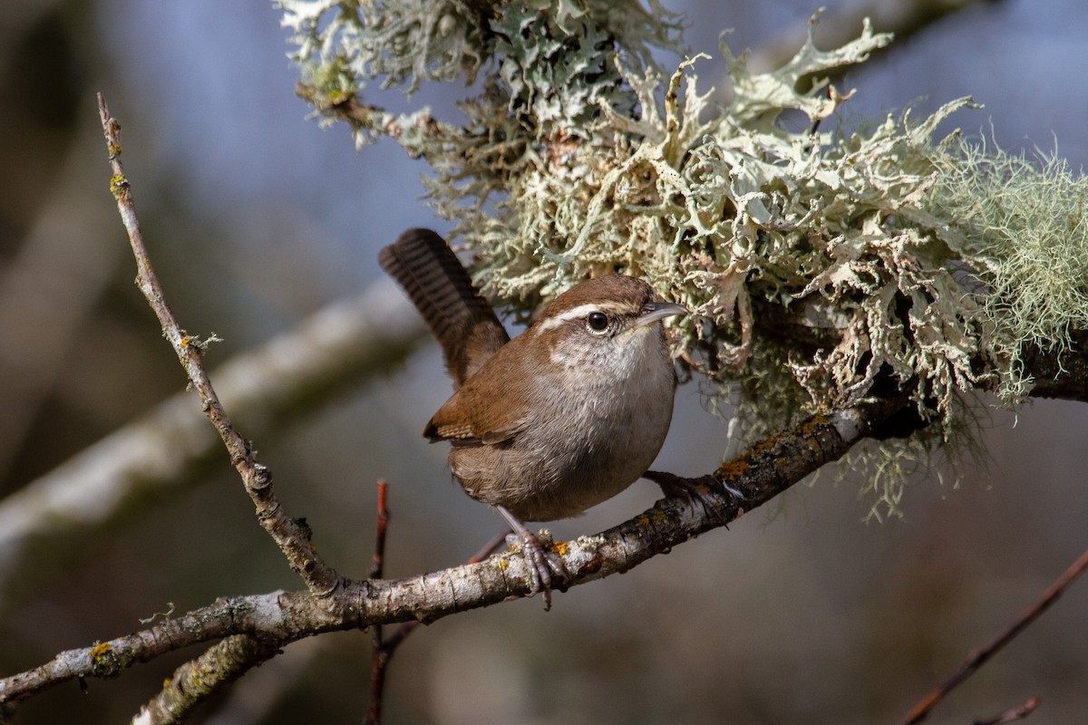 Bewick's Wren - ML645534953