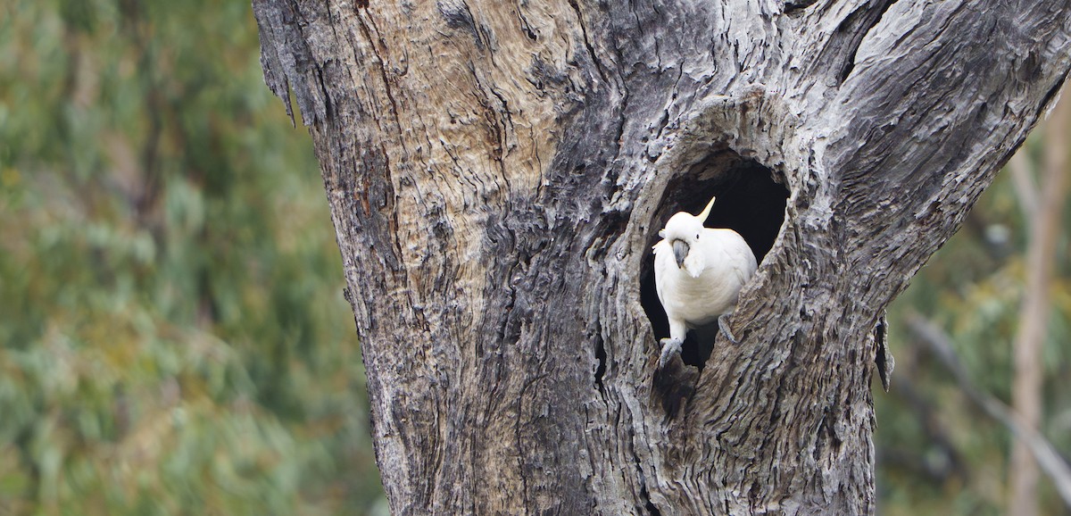 Sulphur-crested Cockatoo - ML645534954