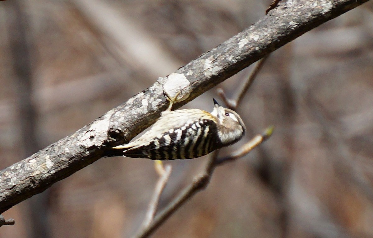 Japanese Pygmy Woodpecker - ML645534955