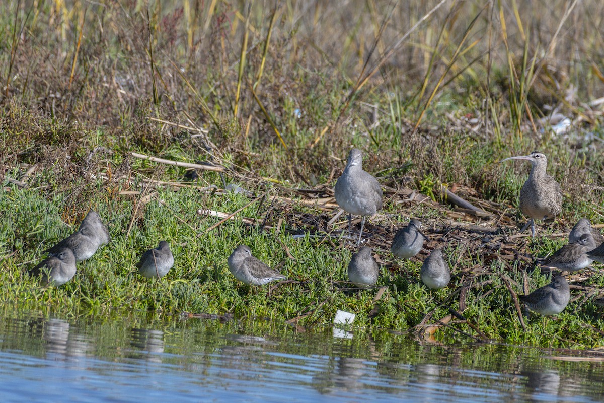 בבואן קרום-אצבעות - ML645534957