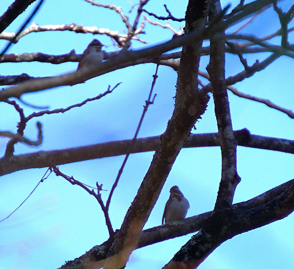 גיבתון לבן-גרון - ML645534966