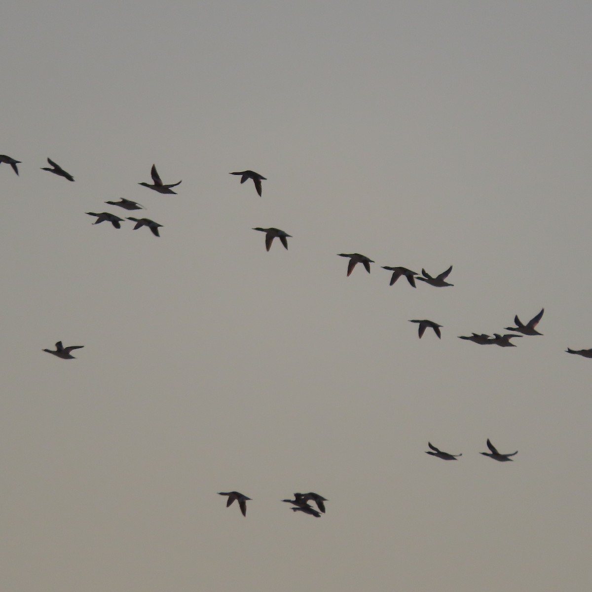 מרגון גדול - ML645534967