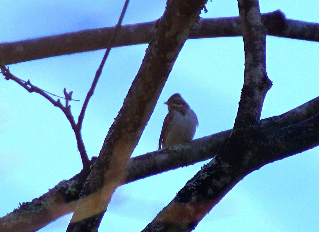 גיבתון לבן-גרון - ML645534968