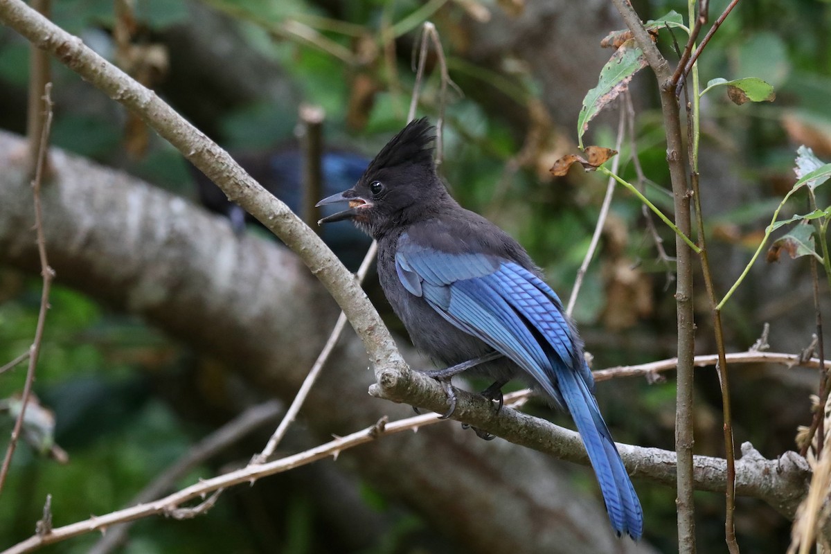 Steller's Jay (Coastal) - ML645534974