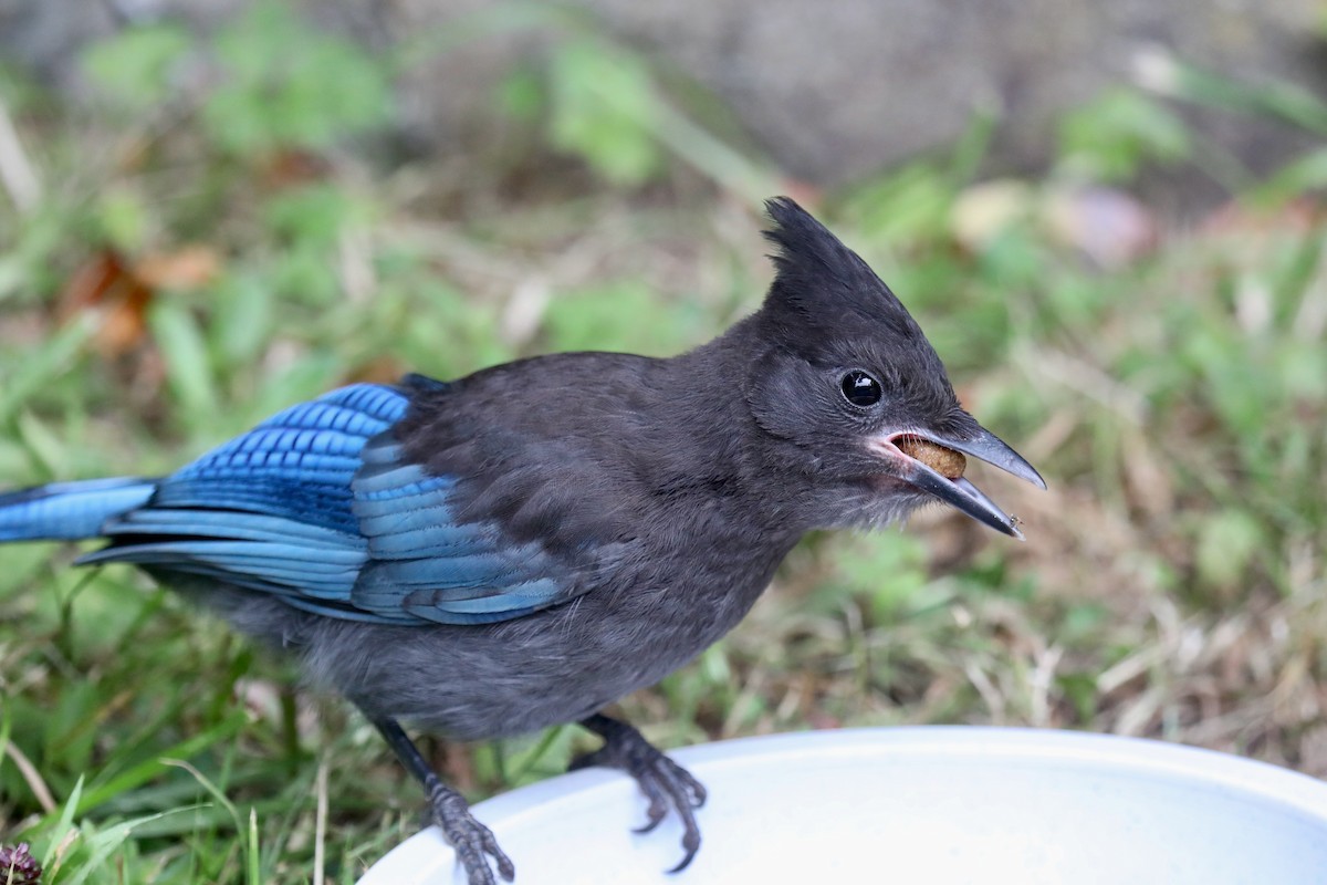 Steller's Jay (Coastal) - ML645534975