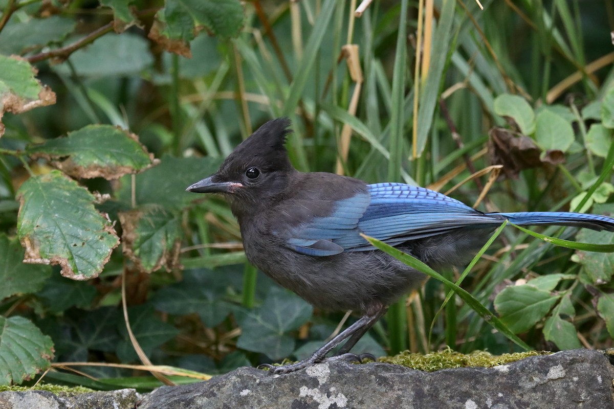 Steller's Jay (Coastal) - ML645534976