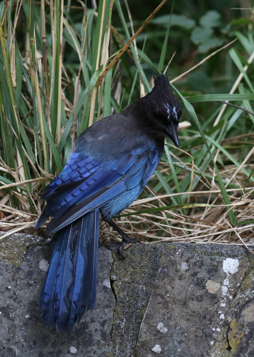 Steller's Jay (Coastal) - ML645534977