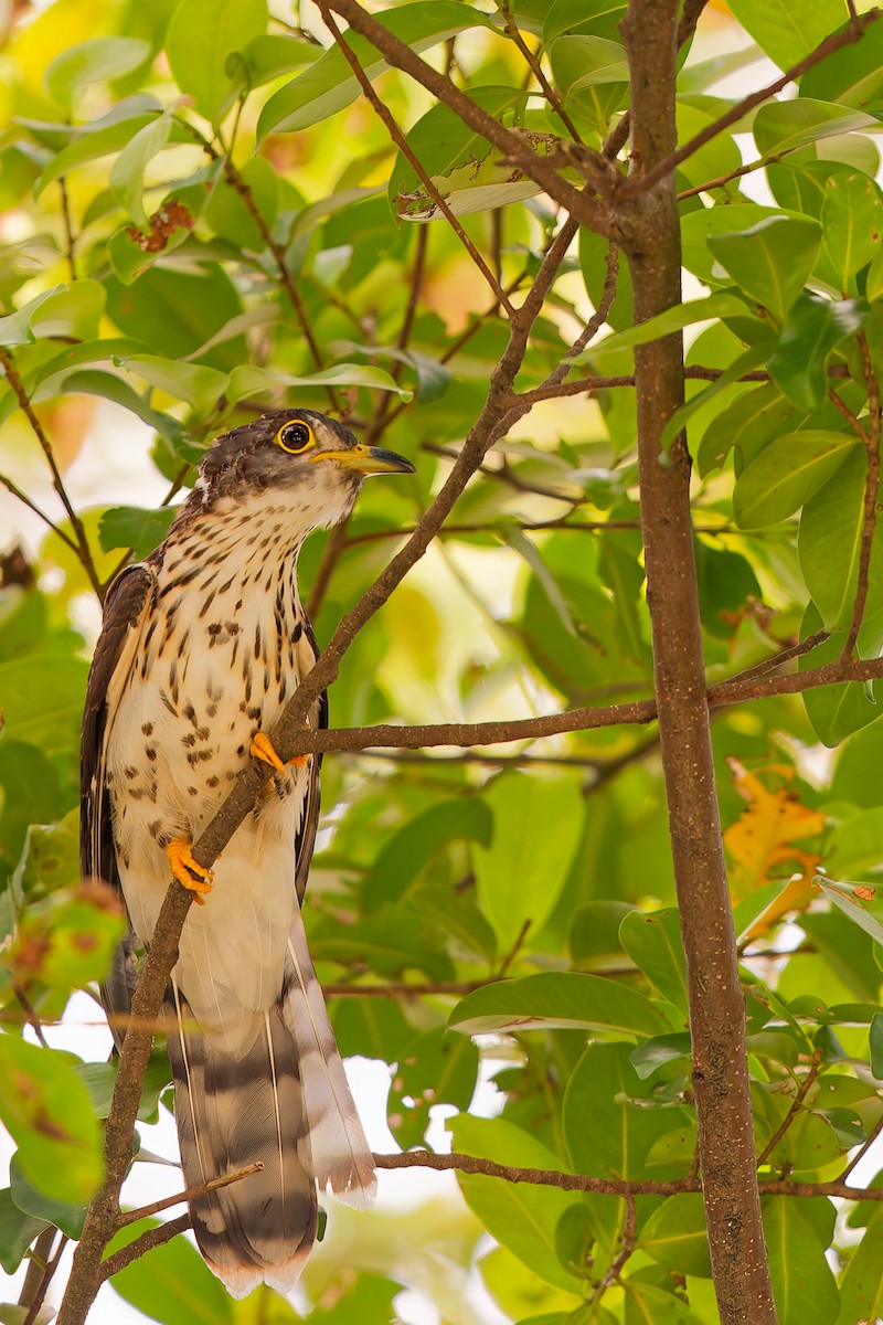 Malaysian Hawk-Cuckoo - ML645534979