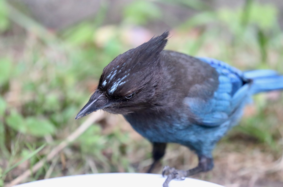 Steller's Jay (Coastal) - ML645534984