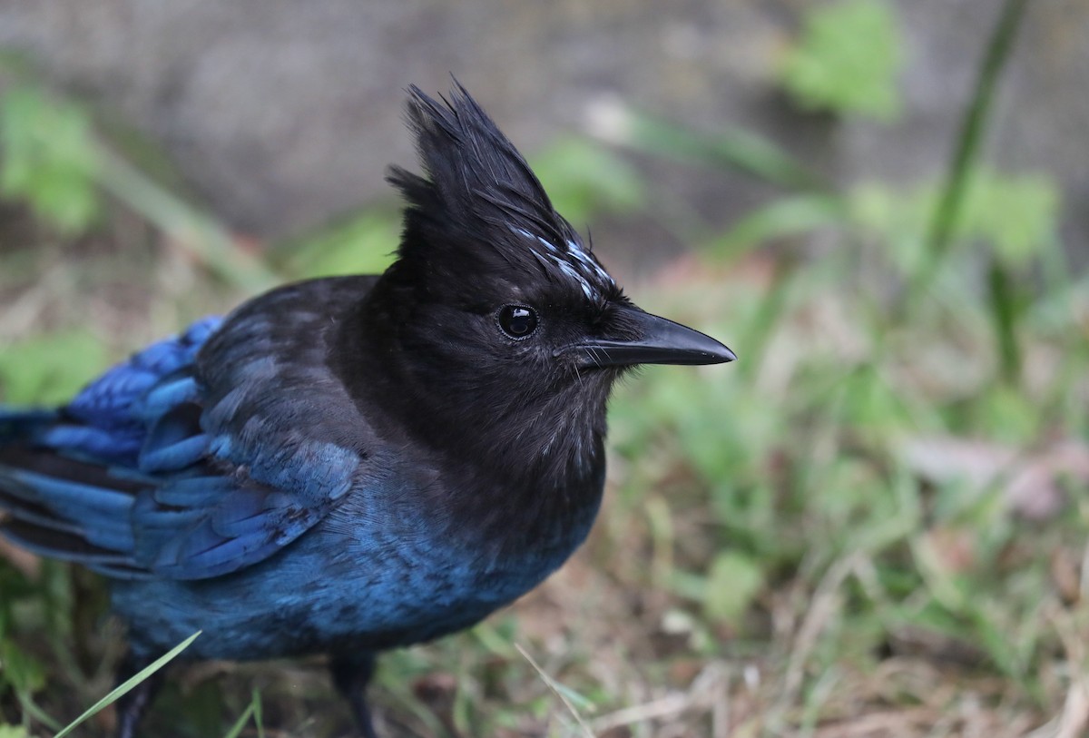 Steller's Jay (Coastal) - ML645534985