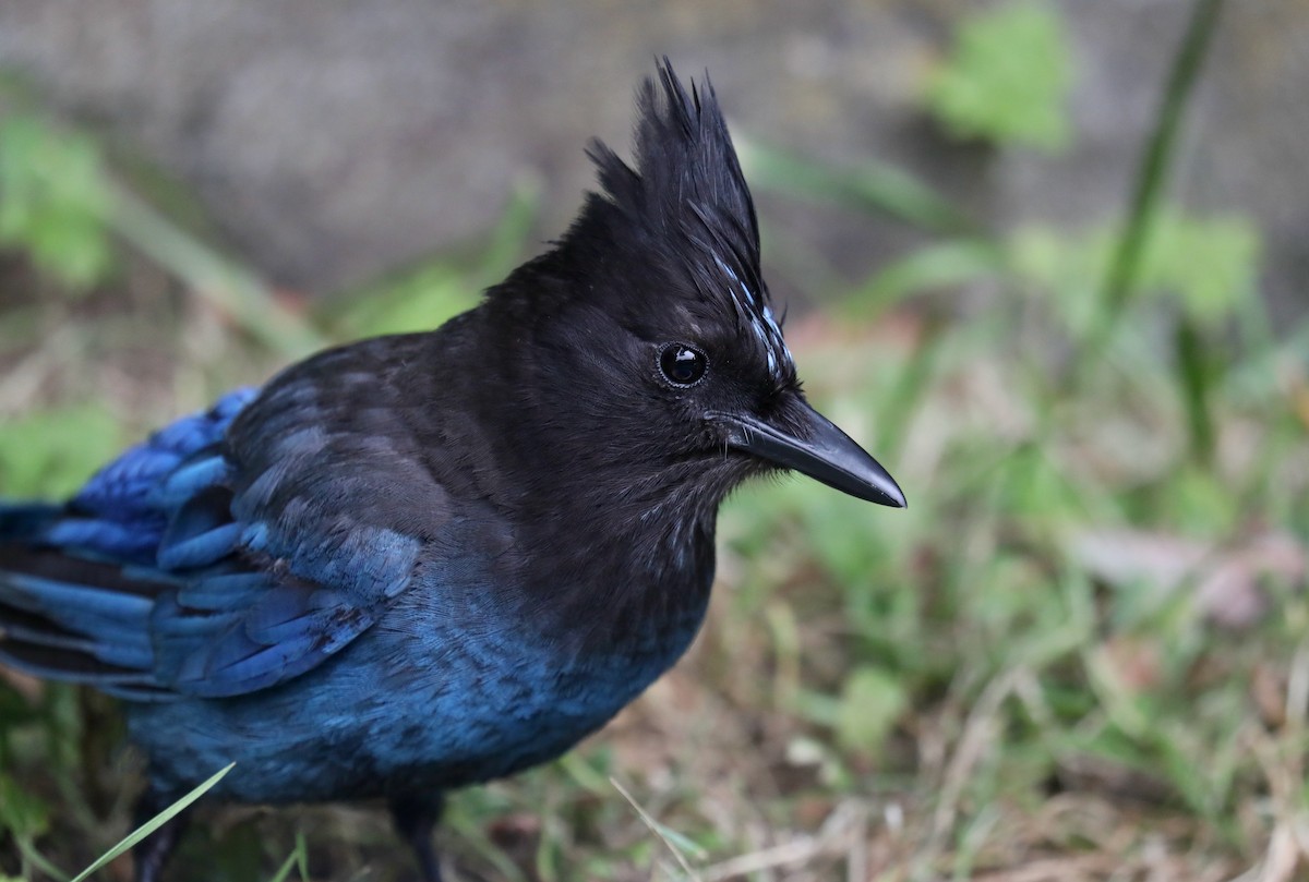 Steller's Jay (Coastal) - ML645534988