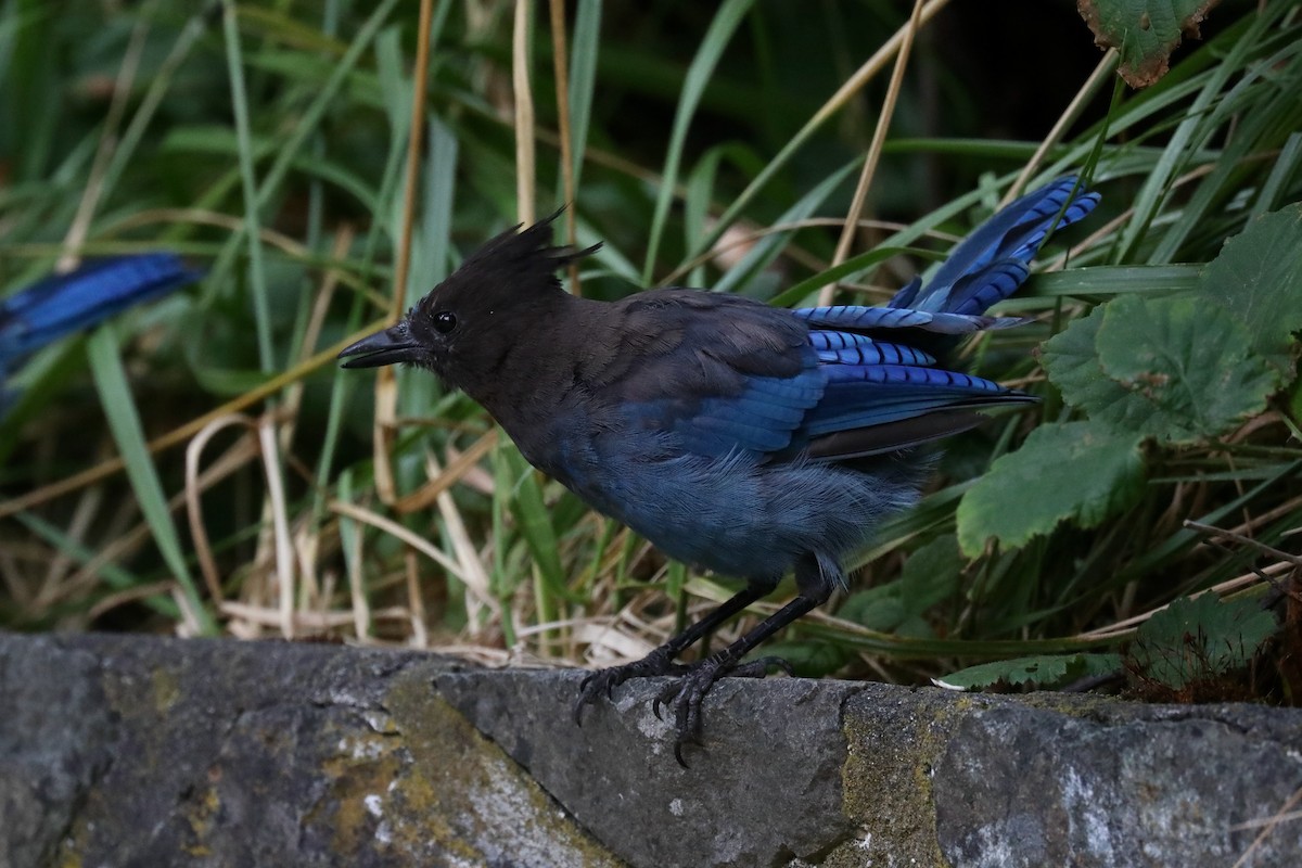 Steller's Jay (Coastal) - ML645534991