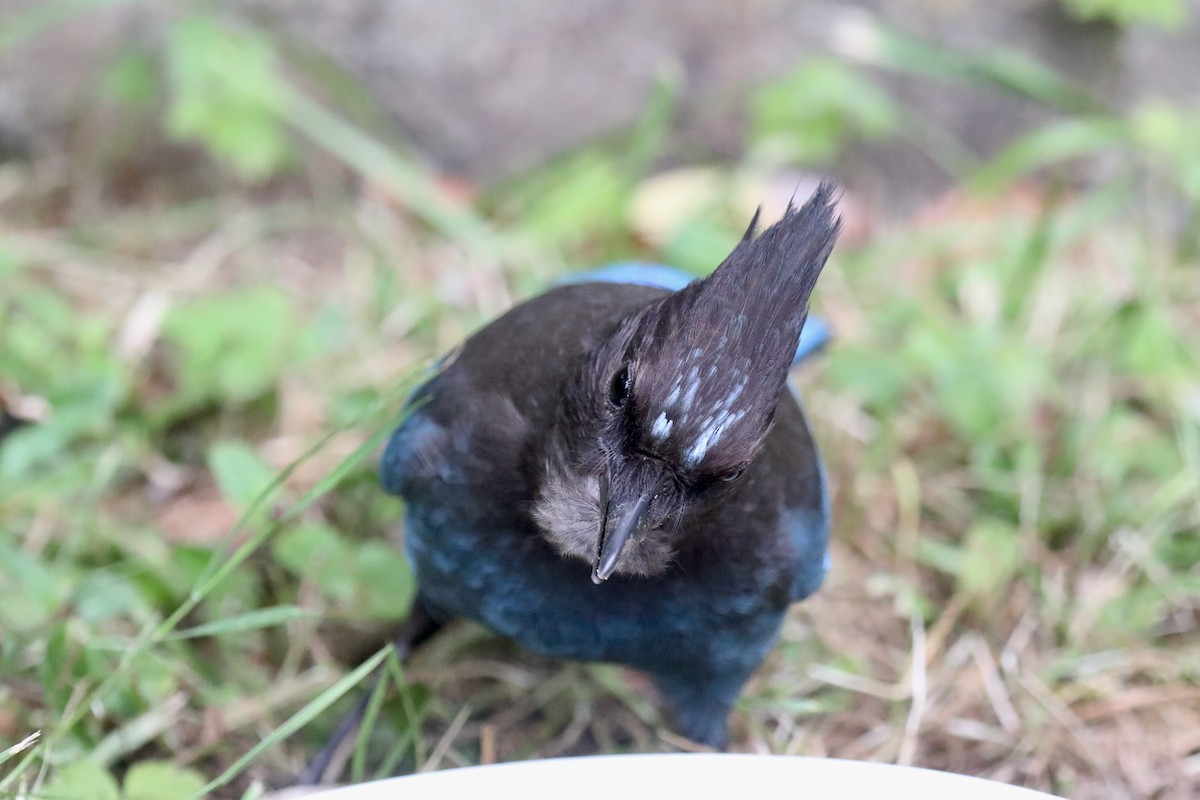 Steller's Jay (Coastal) - ML645534992