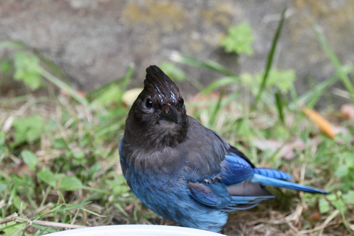 Steller's Jay (Coastal) - ML645534993