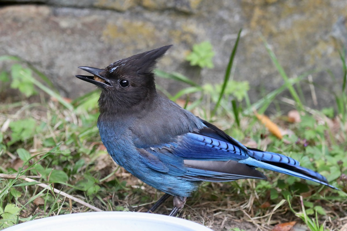 Steller's Jay (Coastal) - ML645534994