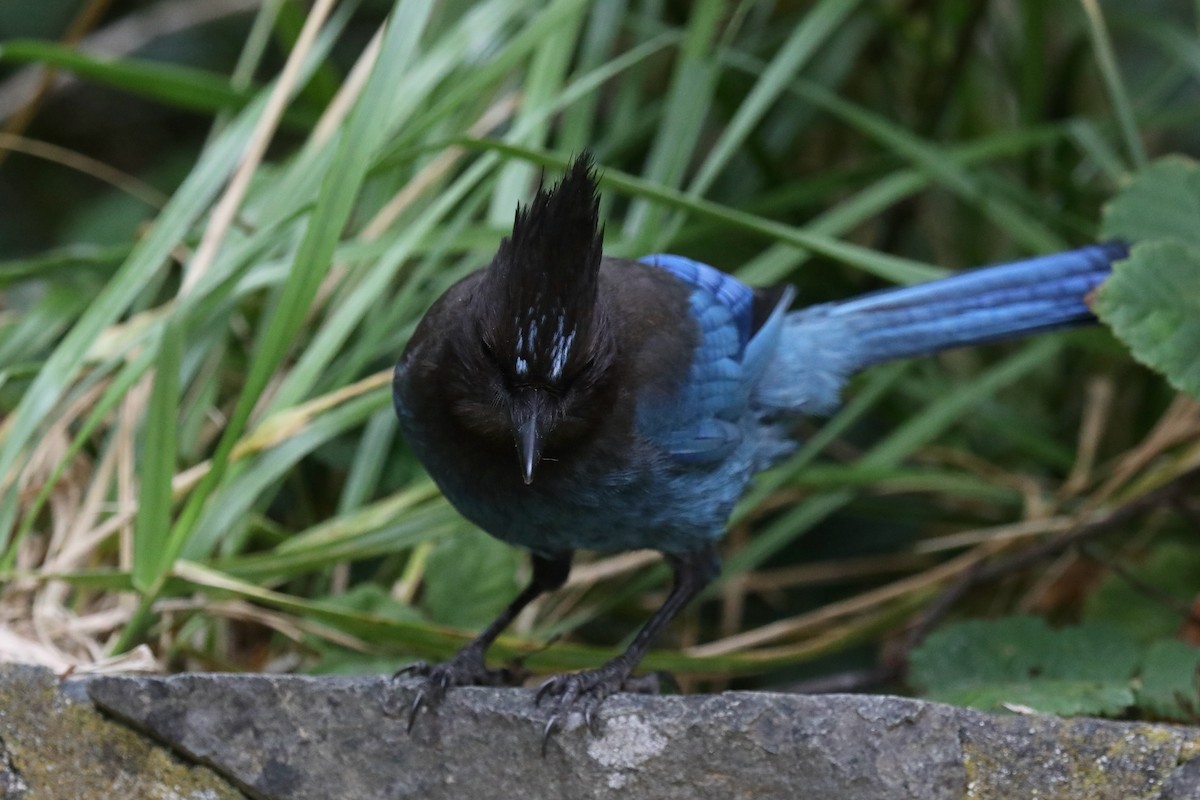 Steller's Jay (Coastal) - ML645534995