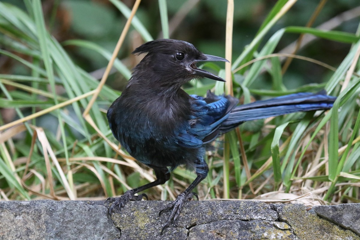 Steller's Jay (Coastal) - ML645534996