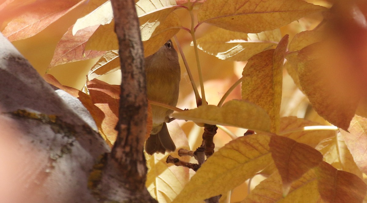 Orange-crowned Warbler - ML645534998