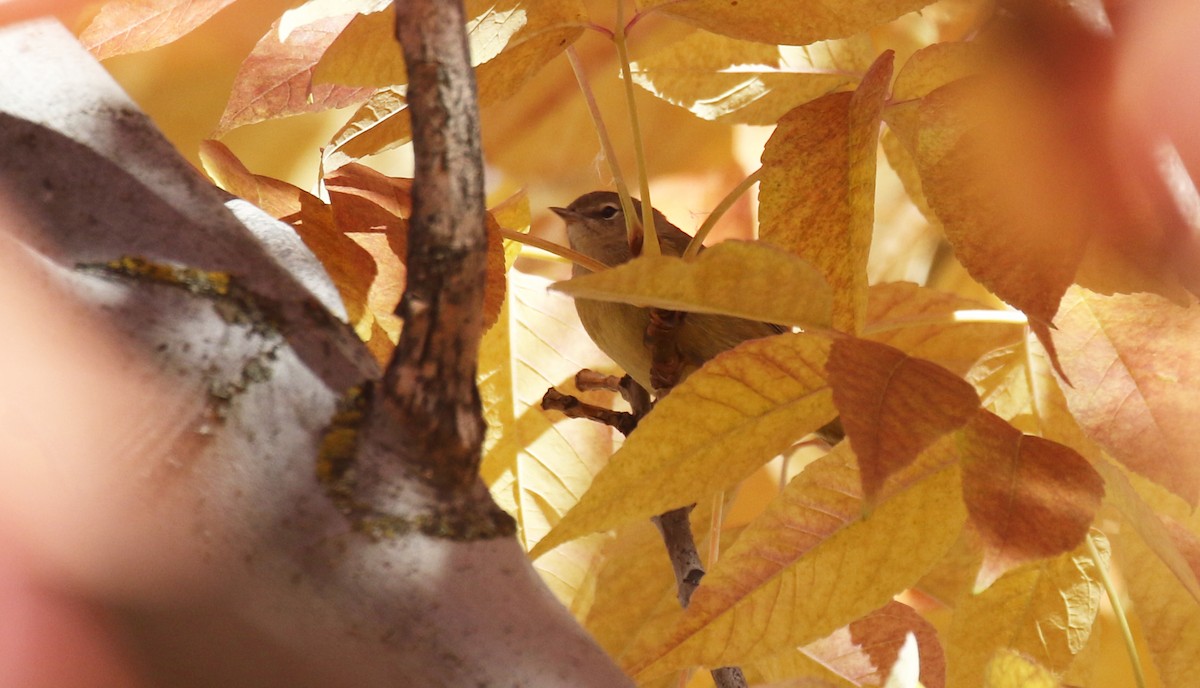 Orange-crowned Warbler - ML645534999