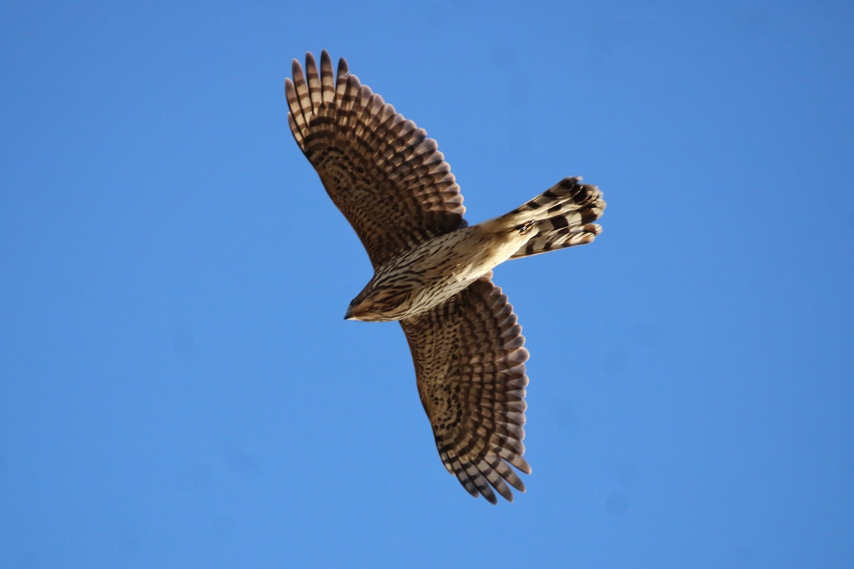 Cooper's Hawk - ML645535000