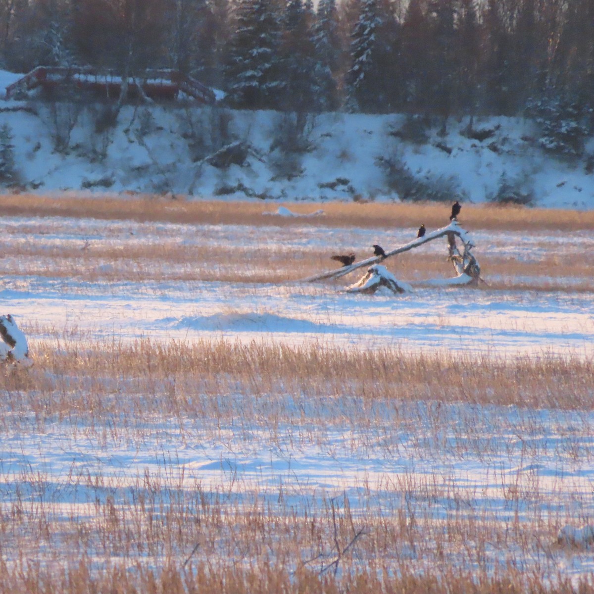 Common Raven - ML645535001