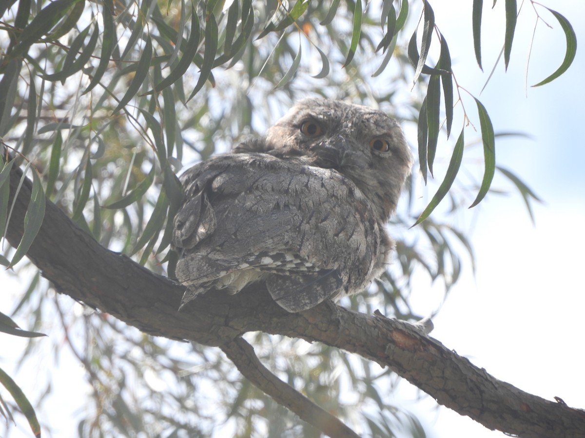 Tawny Frogmouth - ML645535002