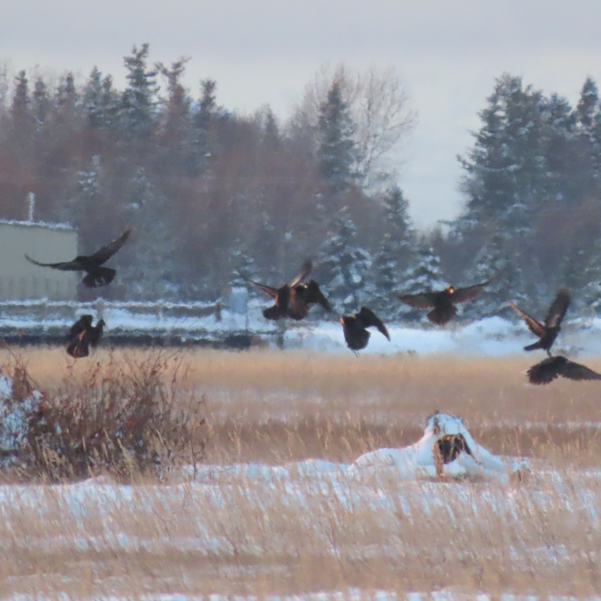 Common Raven - ML645535003