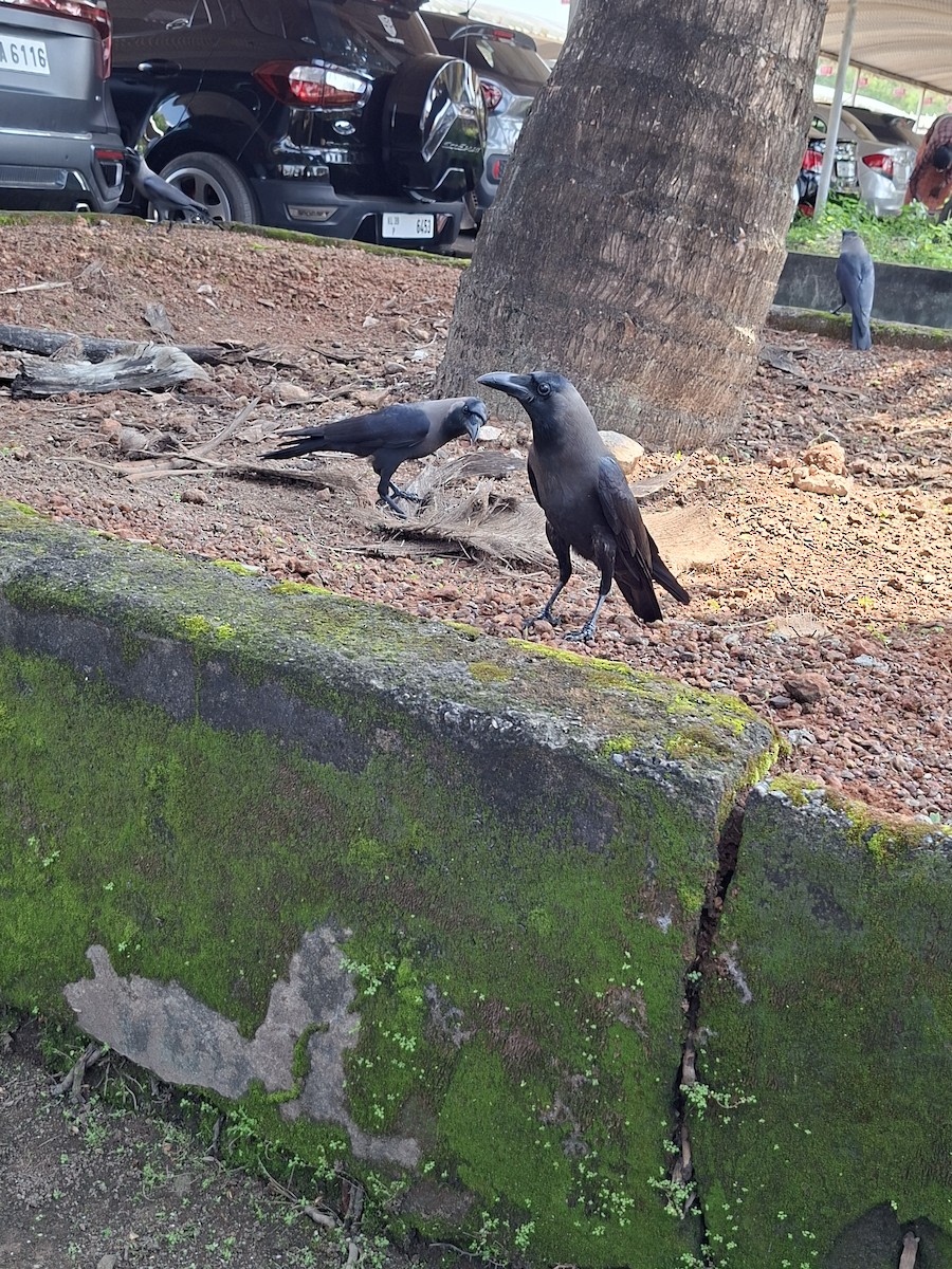 House Crow - ML645535006