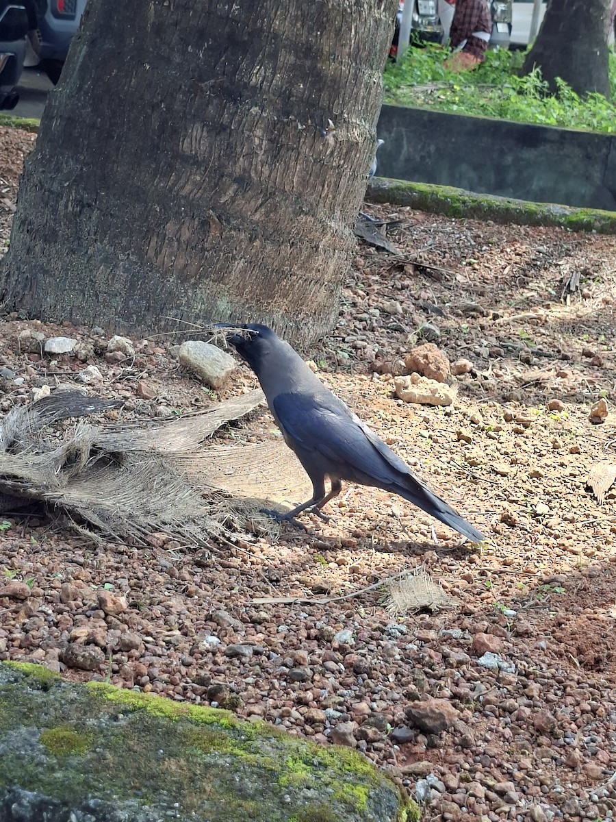 House Crow - ML645535007