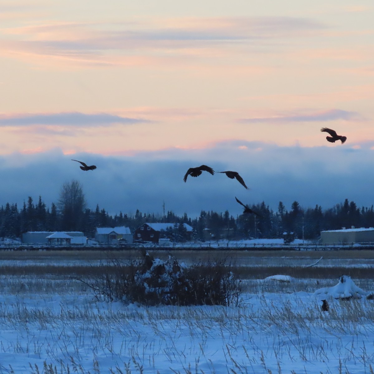 Common Raven - ML645535008