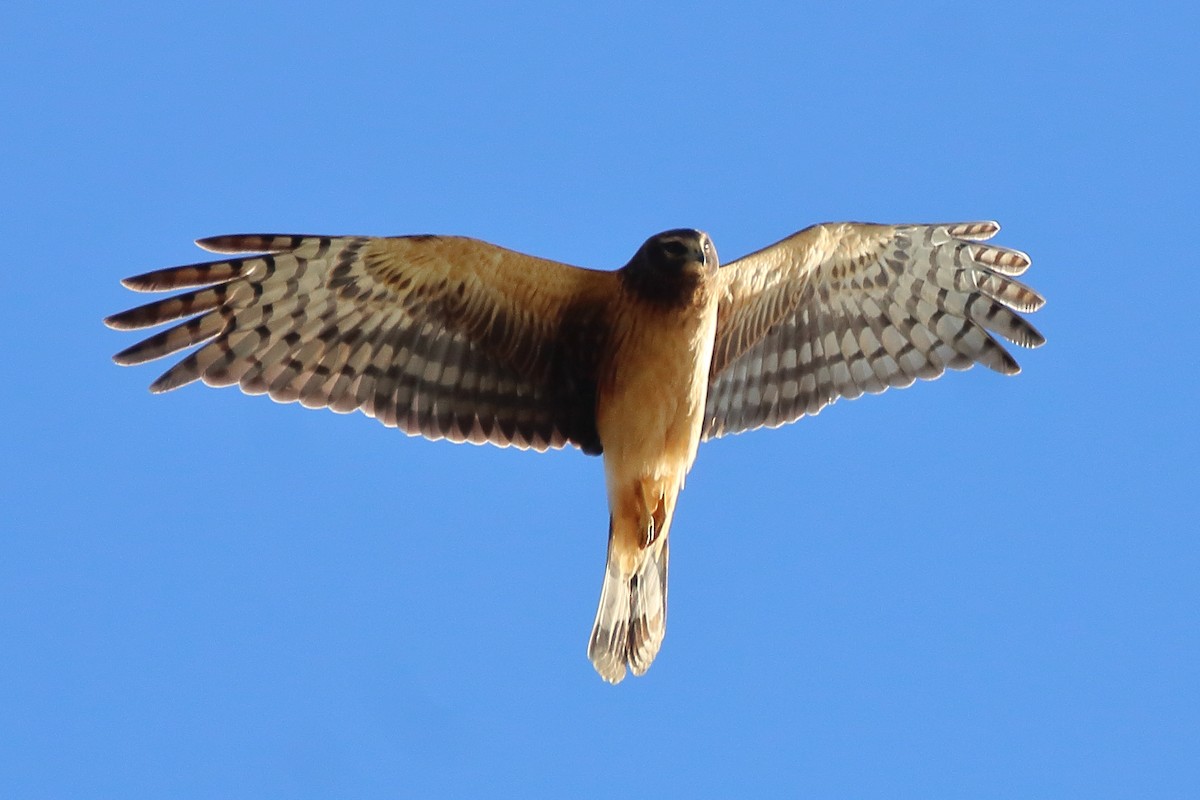 זרון אמריקני - ML645535027