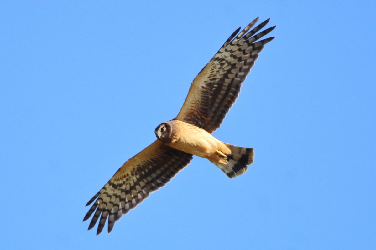 זרון אמריקני - ML645535029