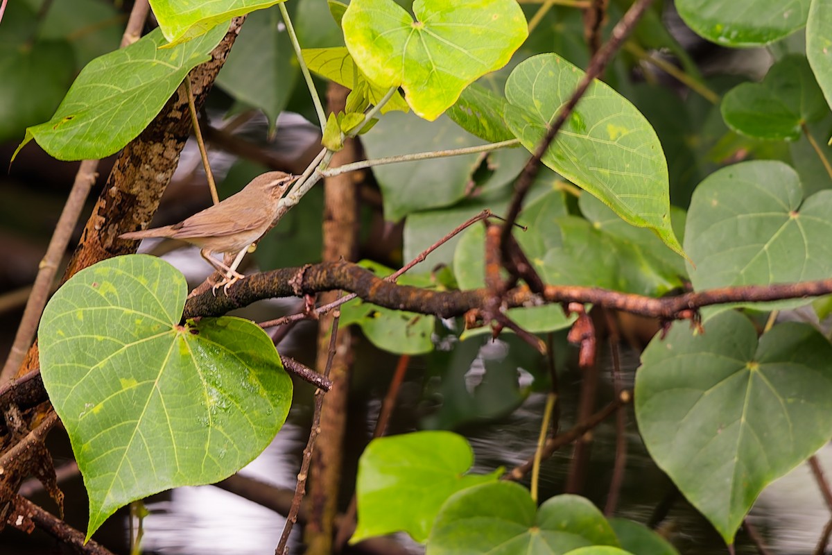 Dusky Warbler - ML645535050