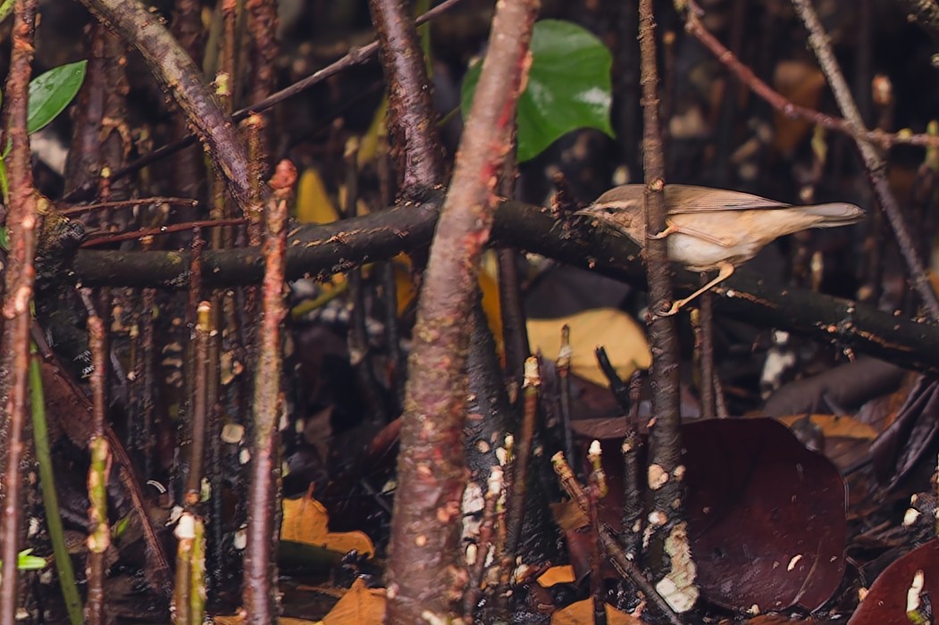 Dusky Warbler - ML645535051