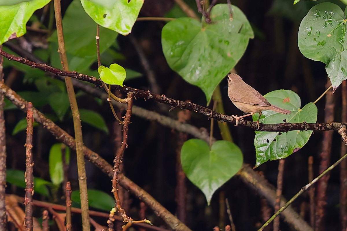 Dusky Warbler - ML645535052