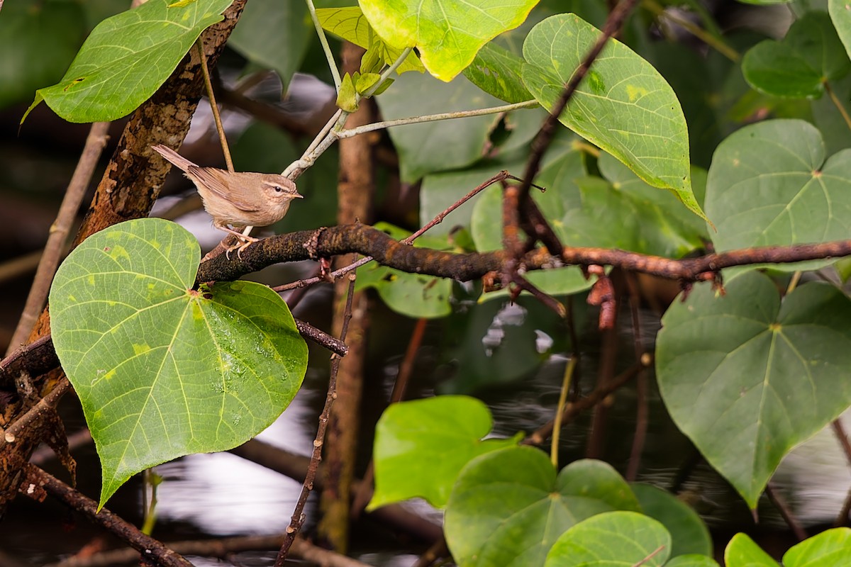 Dusky Warbler - ML645535053