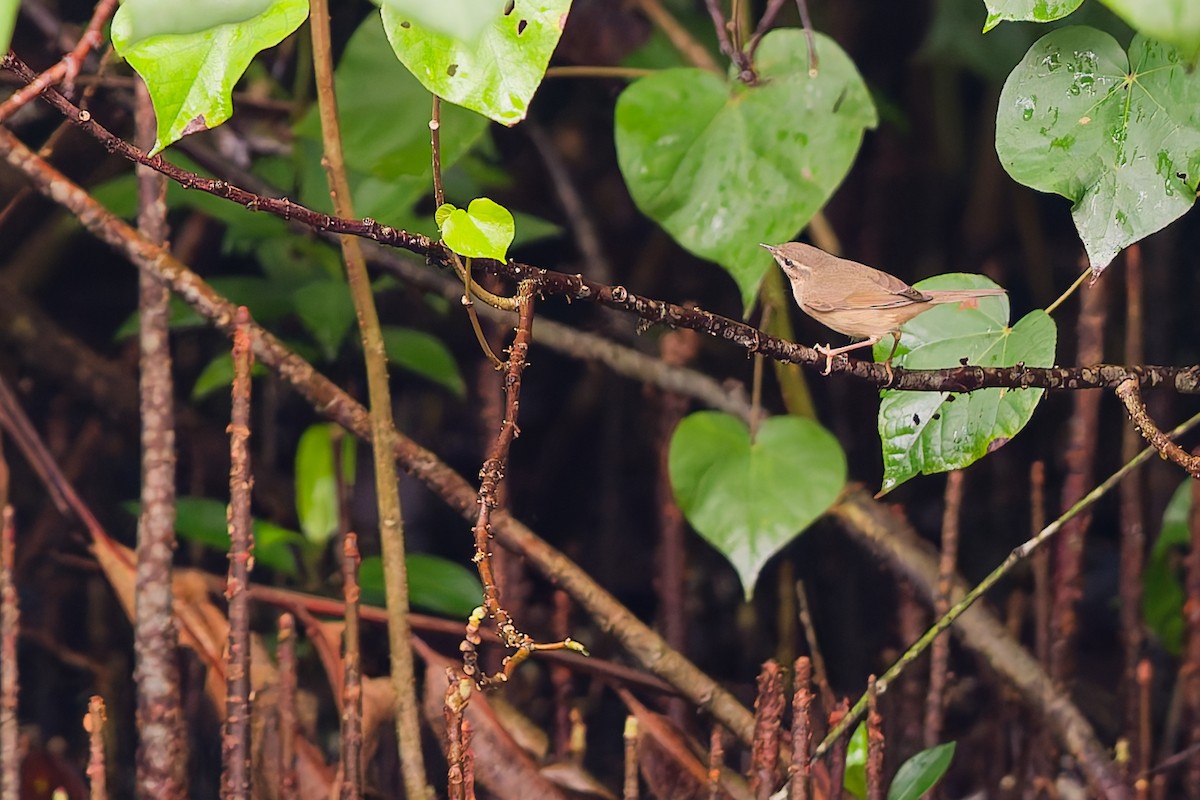 Dusky Warbler - ML645535054