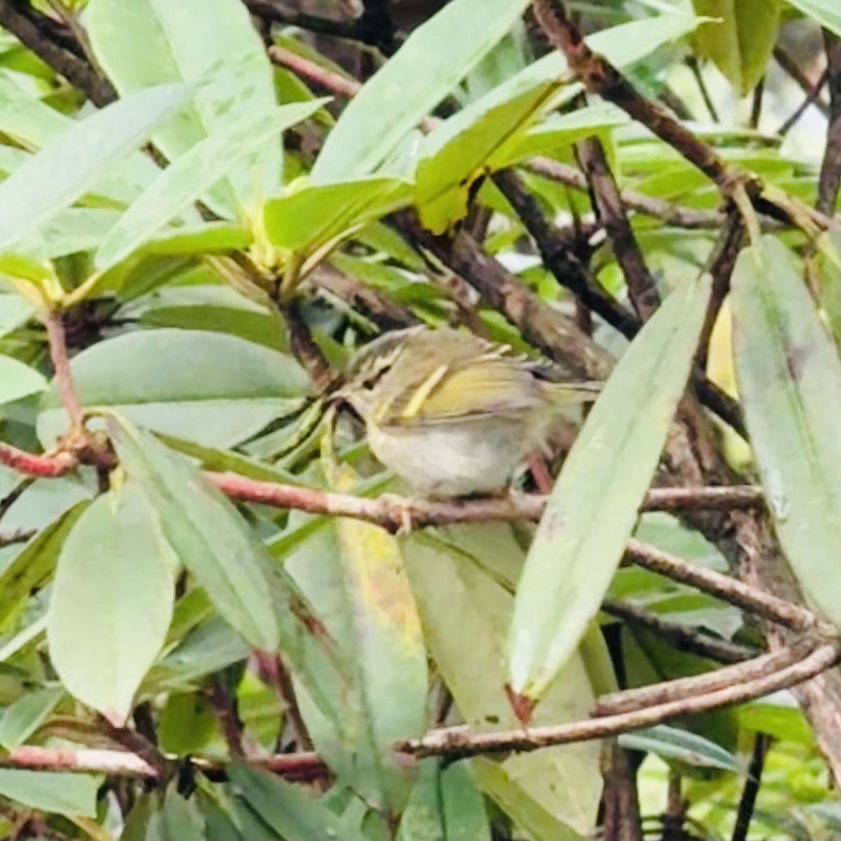 チャバネムシクイ - ML645535057