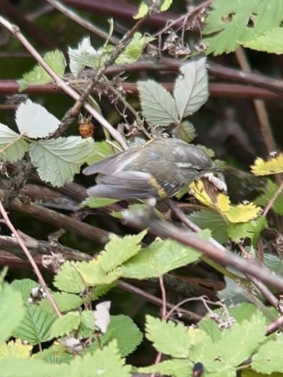 チャバネムシクイ - ML645535058