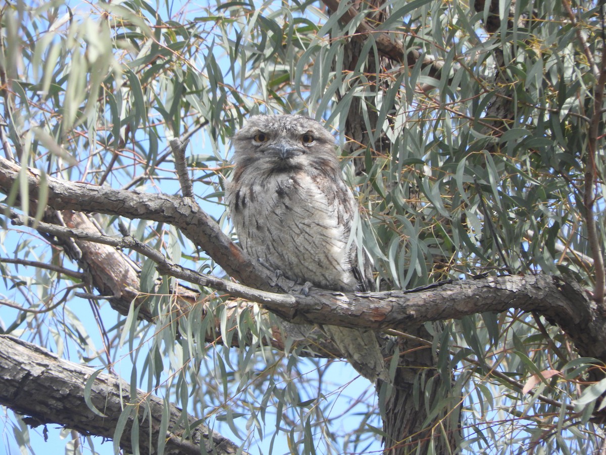 Tawny Frogmouth - ML645535062