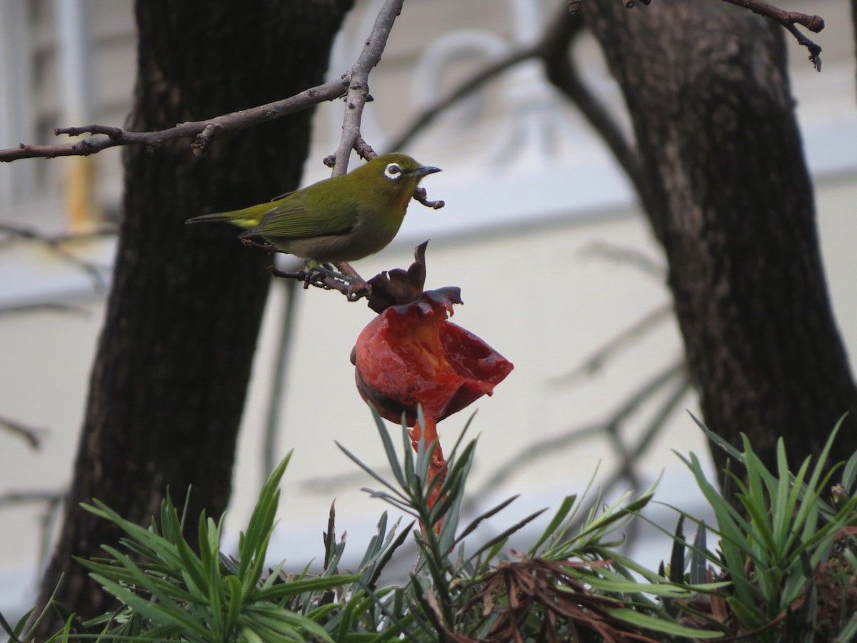 Окулярник японський - ML645535063